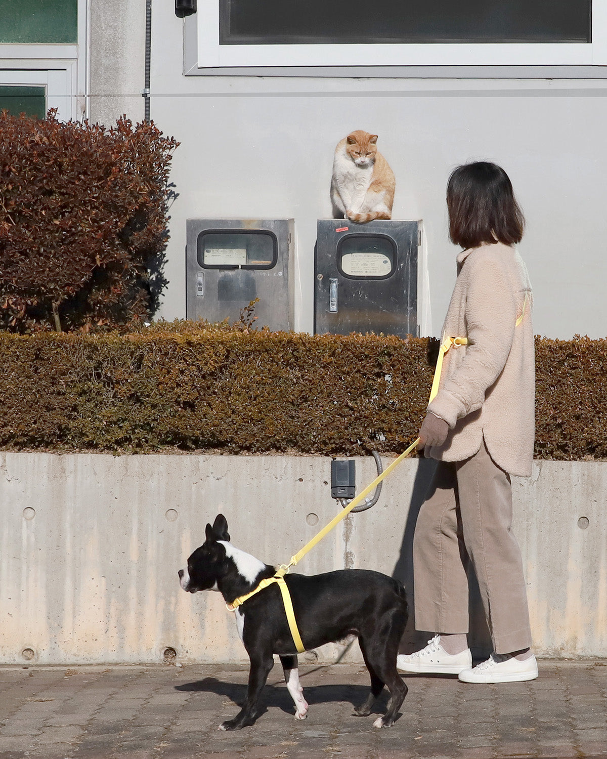 Macaron Hands Free Leash . Lemon