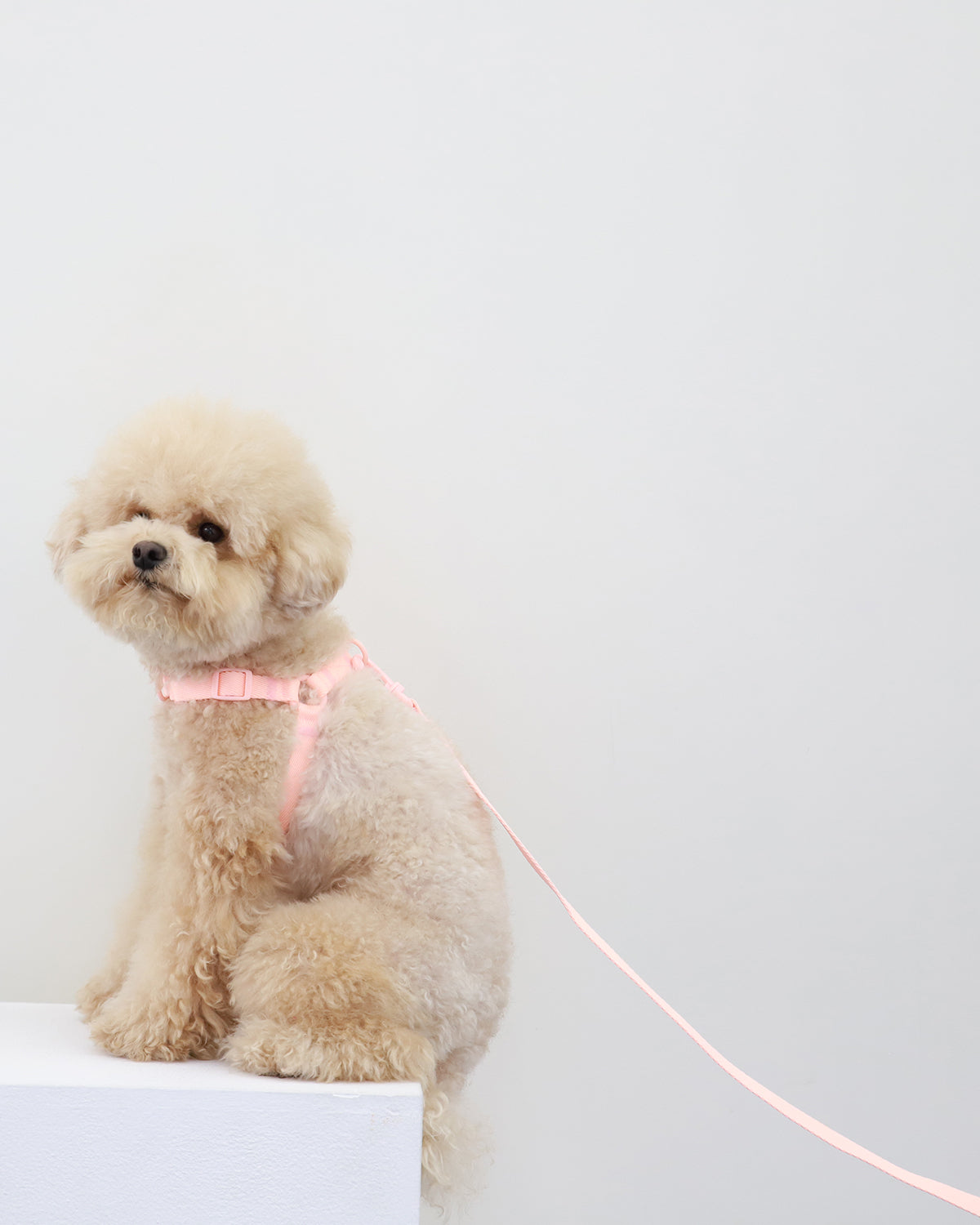 Macaron Hands Free Leash . Lavender